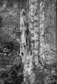 Simon Kozhin. Dead tree.