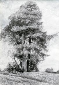 Simon Kozhin. Pine and Spruce.