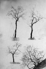 Simon Kozhin. Trees.