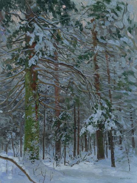 Simon Kozhin. Spruce in the forest.